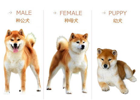 日本 犬 保存 会